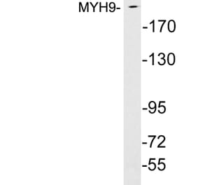 Western Blot - Anti-MYH9 Antibody (R12-2245) - Antibodies.com