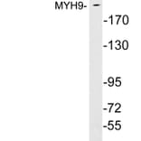 Western Blot - Anti-MYH9 Antibody (R12-2245) - Antibodies.com