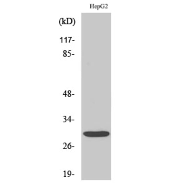 Western Blot - Anti-MYF6 Antibody (C10457) - Antibodies.com