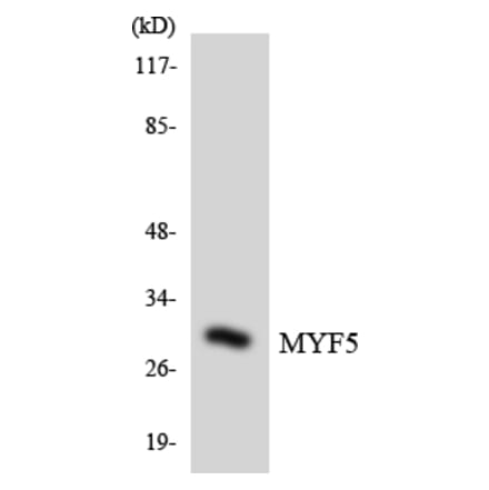 Western Blot - Anti-MYF5 Antibody (R12-3065) - Antibodies.com