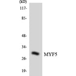 Western Blot - Anti-MYF5 Antibody (R12-3065) - Antibodies.com
