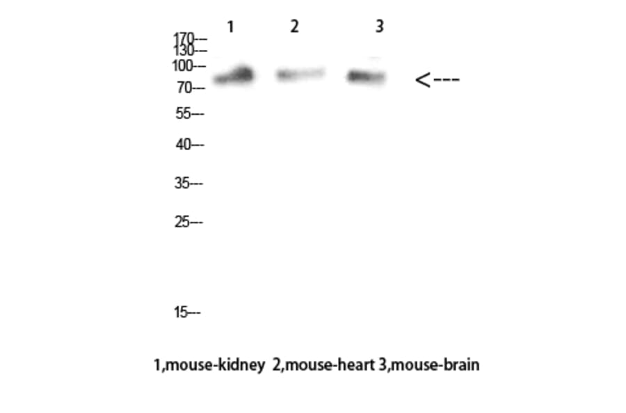 Western Blot - Anti-MUM1 Antibody (C30787) - Antibodies.com