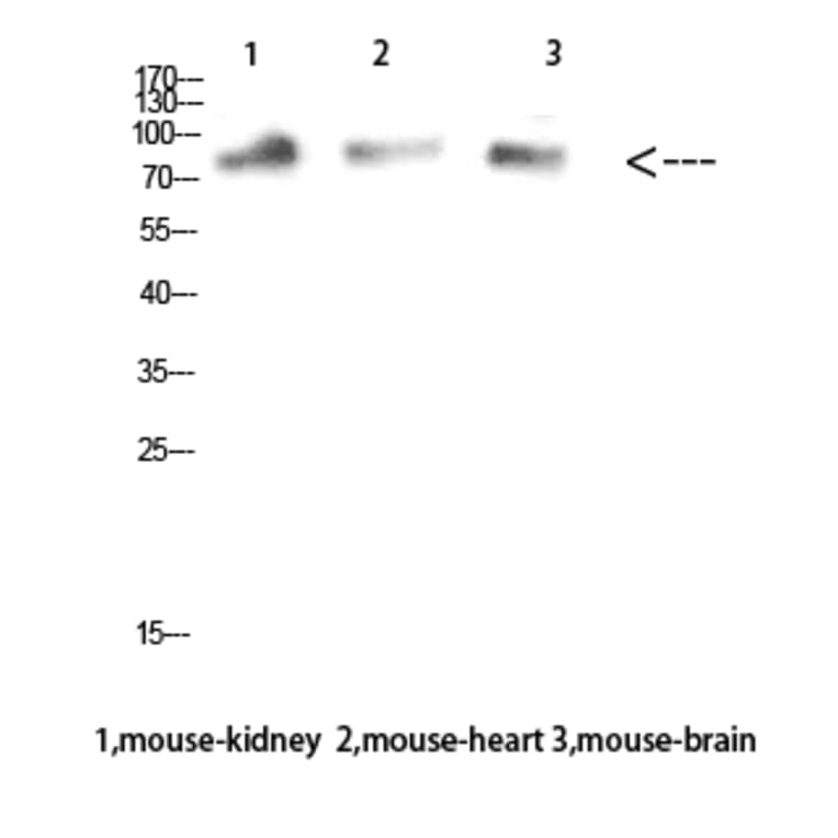 Western Blot - Anti-MUM1 Antibody (C30787) - Antibodies.com