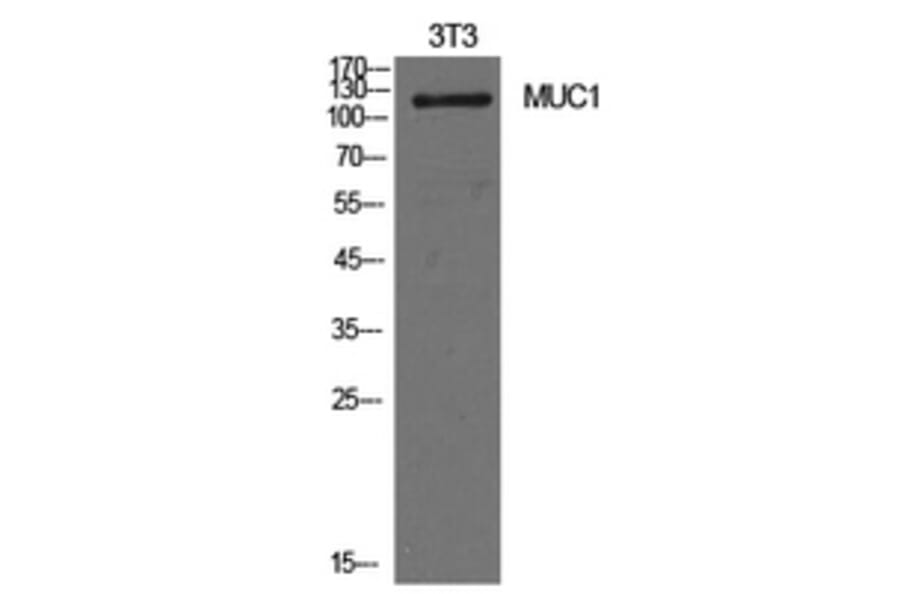 Western Blot - Anti-MUC1 Antibody (C30467) - Antibodies.com
