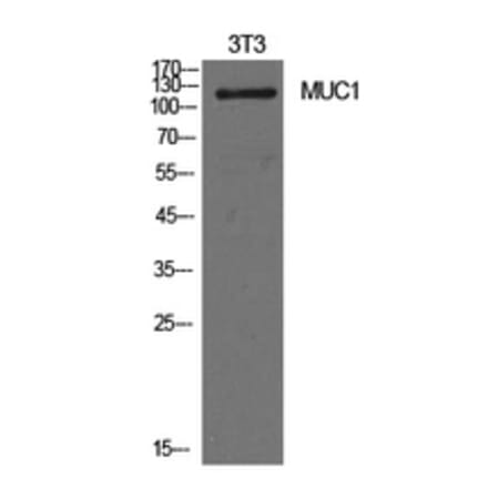 Western Blot - Anti-MUC1 Antibody (C30467) - Antibodies.com