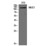 Western Blot - Anti-MUC1 Antibody (C30467) - Antibodies.com