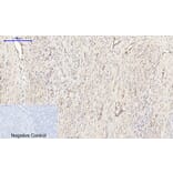 Immunohistochemistry - Anti-mTOR Antibody (B1156) - Antibodies.com