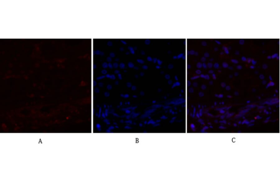 Immunofluorescence - Anti-mTOR Antibody (B1156) - Antibodies.com