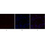 Immunofluorescence - Anti-mTOR Antibody (B1156) - Antibodies.com