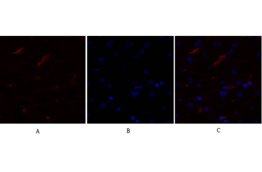 Immunofluorescence - Anti-mTOR Antibody (B1156) - Antibodies.com