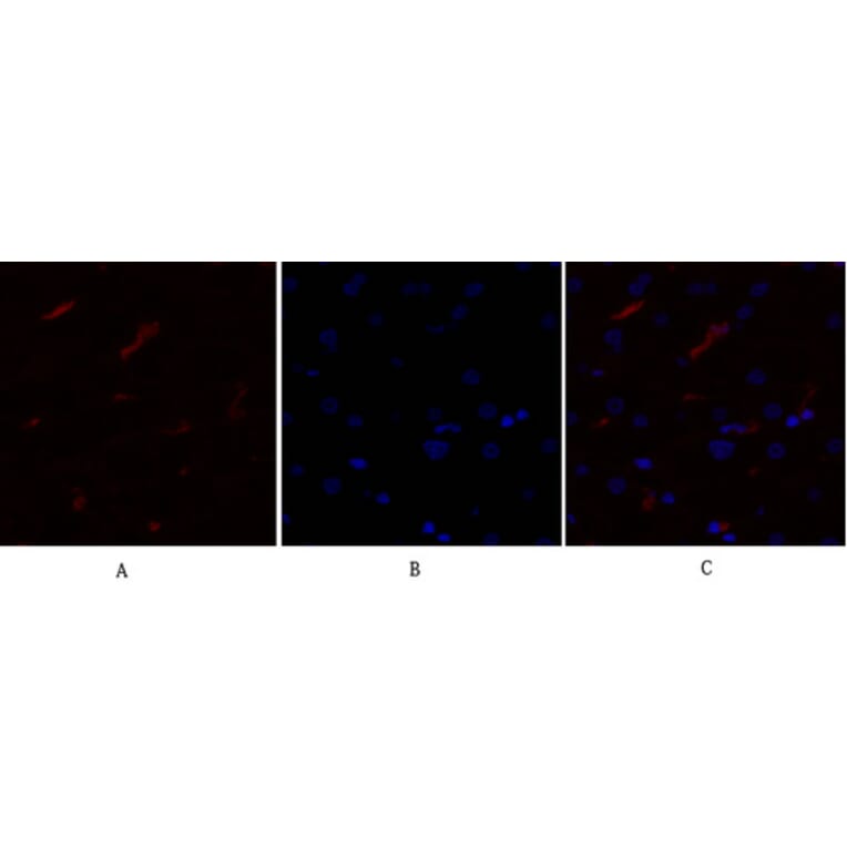 Immunofluorescence - Anti-mTOR Antibody (B1156) - Antibodies.com