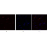 Immunofluorescence - Anti-mTOR Antibody (B1156) - Antibodies.com