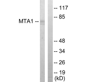 Western Blot - Anti-MTA1 Antibody (C10969) - Antibodies.com