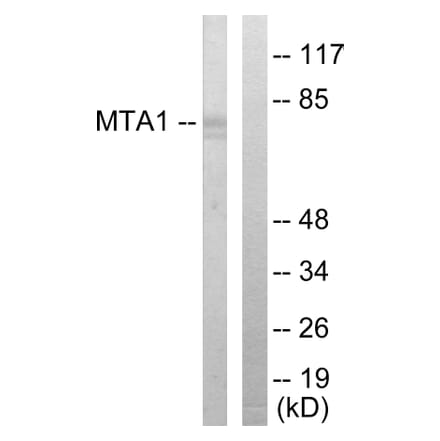 Western Blot - Anti-MTA1 Antibody (C10969) - Antibodies.com