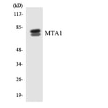 Western Blot - Anti-MTA1 Antibody (R12-3059) - Antibodies.com