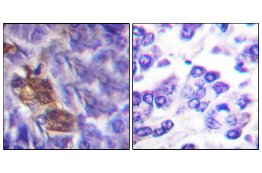 Immunohistochemistry - Anti-MSK1 Antibody (B0685) - Antibodies.com