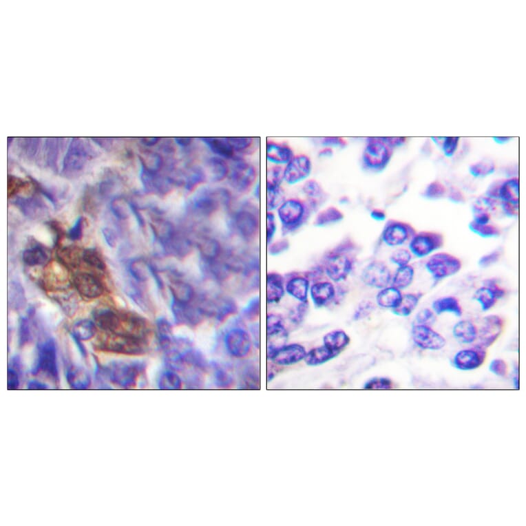 Immunohistochemistry - Anti-MSK1 Antibody (B0685) - Antibodies.com