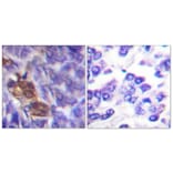 Immunohistochemistry - Anti-MSK1 Antibody (B0685) - Antibodies.com