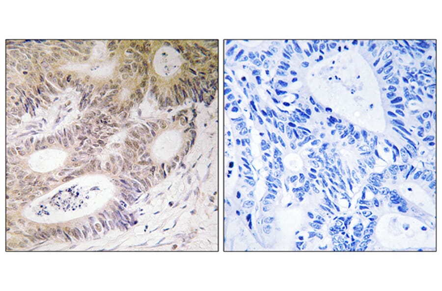 Immunohistochemistry - Anti-MSK1 Antibody (B8147) - Antibodies.com