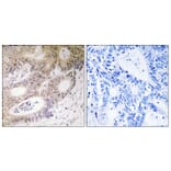 Immunohistochemistry - Anti-MSK1 Antibody (B8147) - Antibodies.com