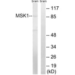 Western Blot - Anti-MSK1 Antibody (B8147) - Antibodies.com