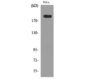 Western Blot - Anti-MRC2 Antibody (C30509) - Antibodies.com