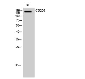 Western Blot - Anti-MRC1 Antibody (C16538) - Antibodies.com