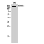 Western Blot - Anti-MRC1 Antibody (C16538) - Antibodies.com