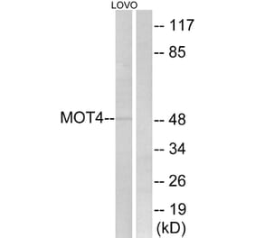 Western Blot - Anti-MOT4 Antibody (C16692) - Antibodies.com
