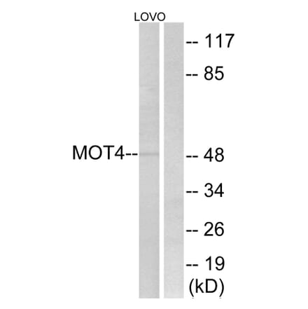 Western Blot - Anti-MOT4 Antibody (C16692) - Antibodies.com