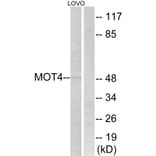 Western Blot - Anti-MOT4 Antibody (C16692) - Antibodies.com