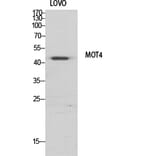 Western Blot - Anti-MOT4 Antibody (C16692) - Antibodies.com