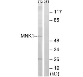 Western Blot - Anti-MNK1 Antibody (B8143) - Antibodies.com
