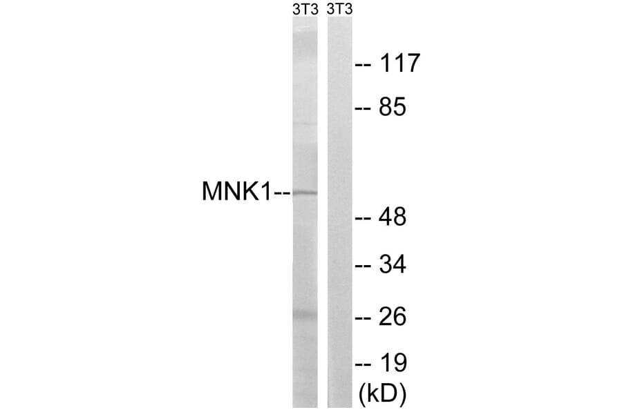 Western Blot - Anti-MNK1 Antibody (B8143) - Antibodies.com