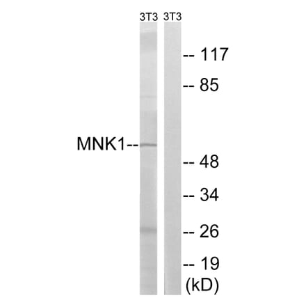 Western Blot - Anti-MNK1 Antibody (B8143) - Antibodies.com