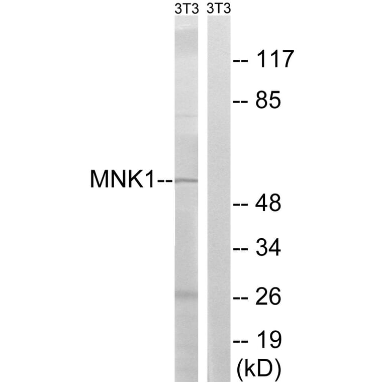 Western Blot - Anti-MNK1 Antibody (B8143) - Antibodies.com