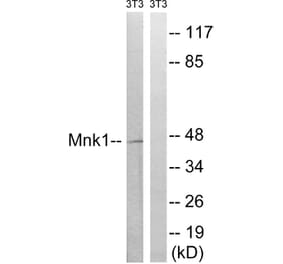 Western Blot - Anti-MNK1 Antibody (B8376) - Antibodies.com