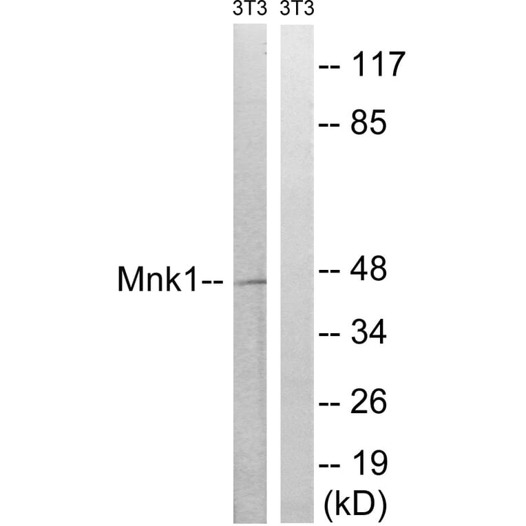 Western Blot - Anti-MNK1 Antibody (B8376) - Antibodies.com