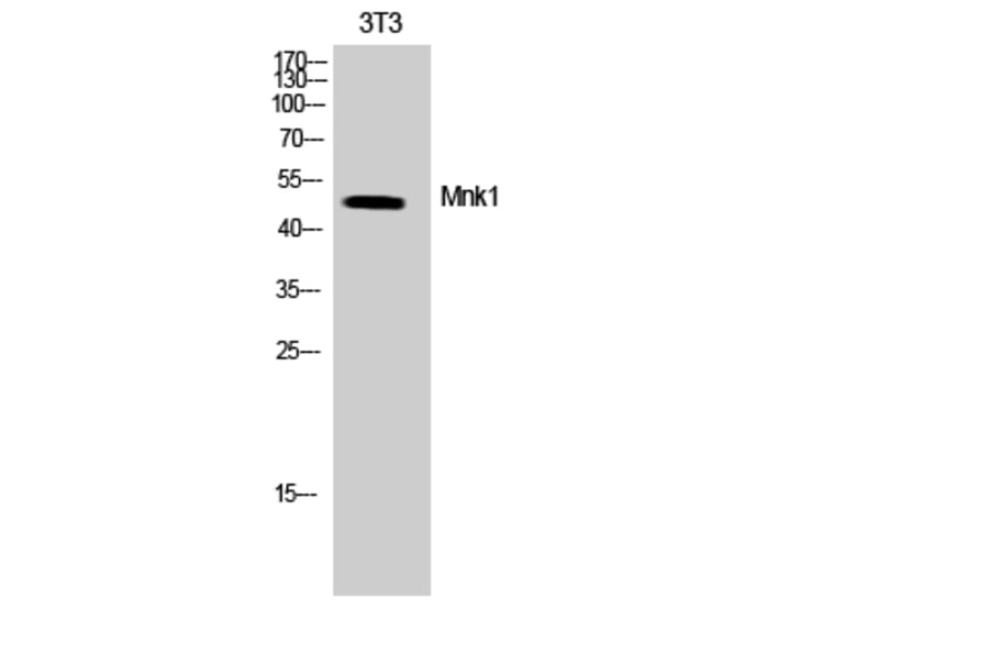 Western Blot - Anti-MNK1 Antibody (B8376) - Antibodies.com