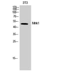 Western Blot - Anti-MNK1 Antibody (B8376) - Antibodies.com