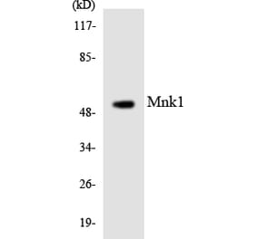 Western Blot - Anti-Mnk1 Antibody (R12-3024) - Antibodies.com