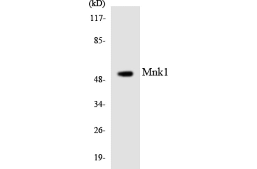 Western Blot - Anti-Mnk1 Antibody (R12-3024) - Antibodies.com