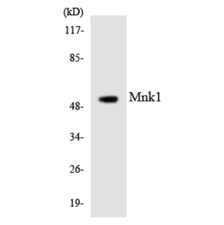 Western Blot - Anti-Mnk1 Antibody (R12-3024) - Antibodies.com