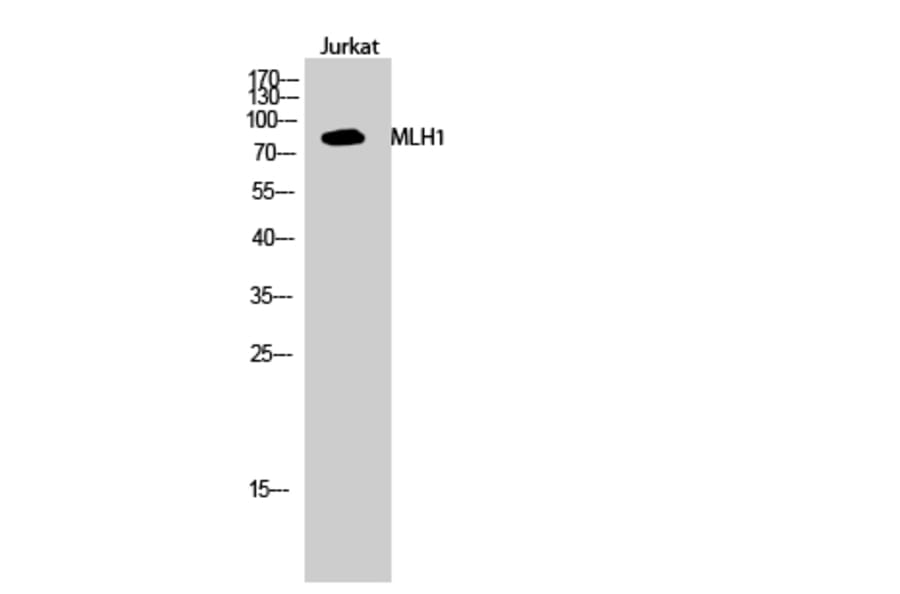 Western Blot - Anti-MLH1 Antibody (C13086) - Antibodies.com