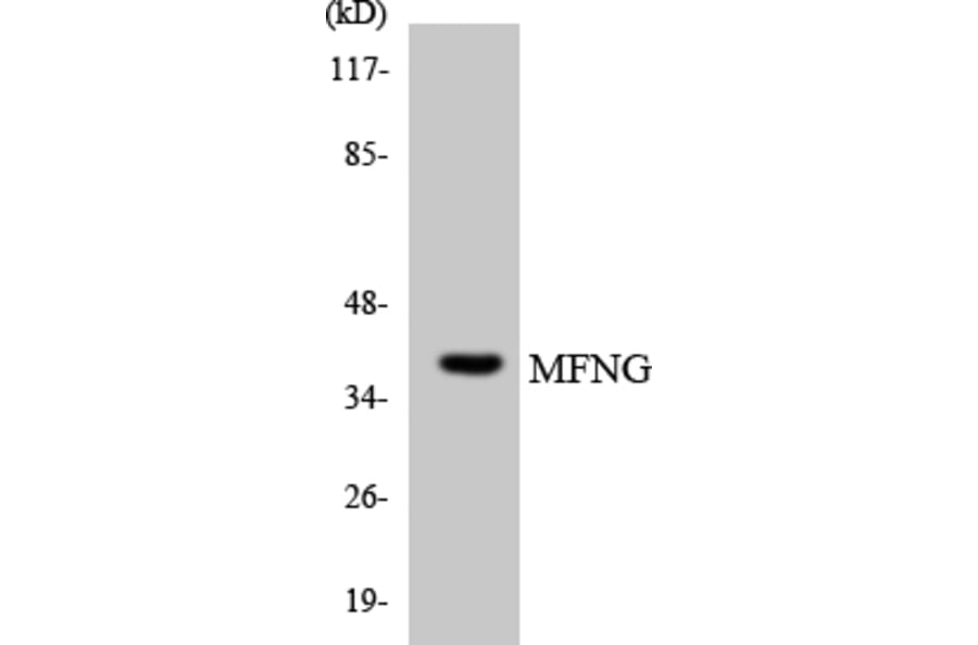 Western Blot - Anti-MFNG Antibody (R12-3016) - Antibodies.com