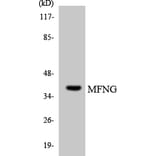 Western Blot - Anti-MFNG Antibody (R12-3016) - Antibodies.com