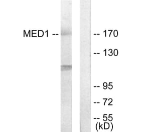 Western Blot - Anti-MED1 Antibody (C11093) - Antibodies.com