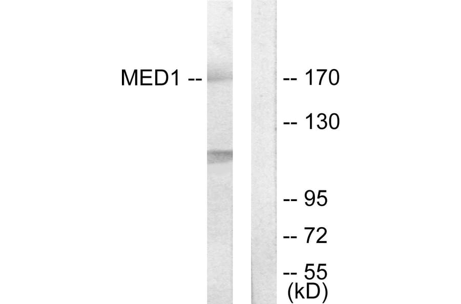 Western Blot - Anti-MED1 Antibody (C11093) - Antibodies.com