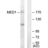Western Blot - Anti-MED1 Antibody (C11093) - Antibodies.com