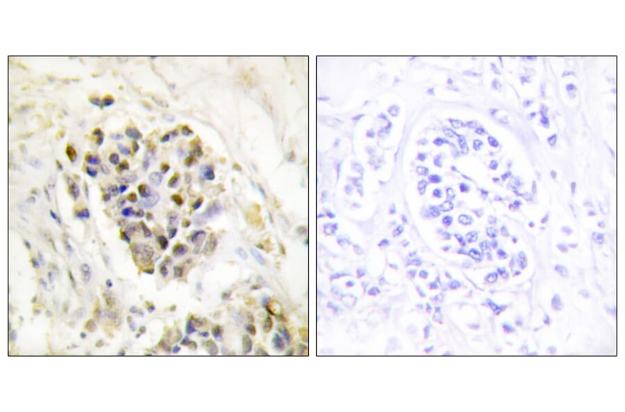 Immunohistochemistry - Anti-MED1 Antibody (C11093) - Antibodies.com